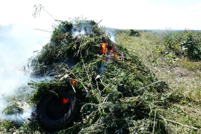 В поселке Потанино сожгли 3,5 тонны дикорастущей конопли