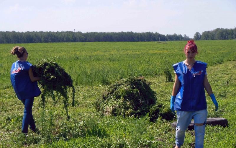 В районе поселка Калачево активисты уничтожили коноплю