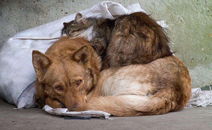 В Копейске состоится благотворительный сбор средств в приюты для бездомных животных