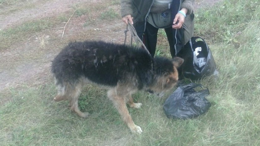 Сторожевого пса вызволили из колодца с ледяной водой возле СНТ Копейска
