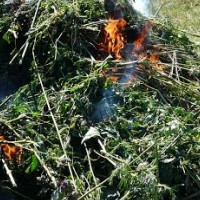 В поселке Потанино сожгли 3,5 тонны дикорастущей конопли