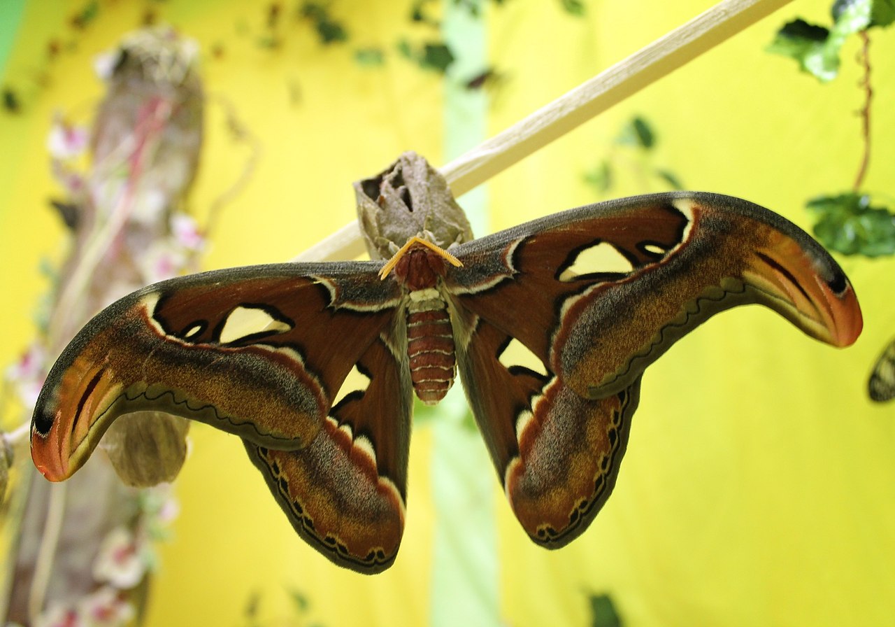 В Копейском музее родилась одна из крупнейших бабочек мира