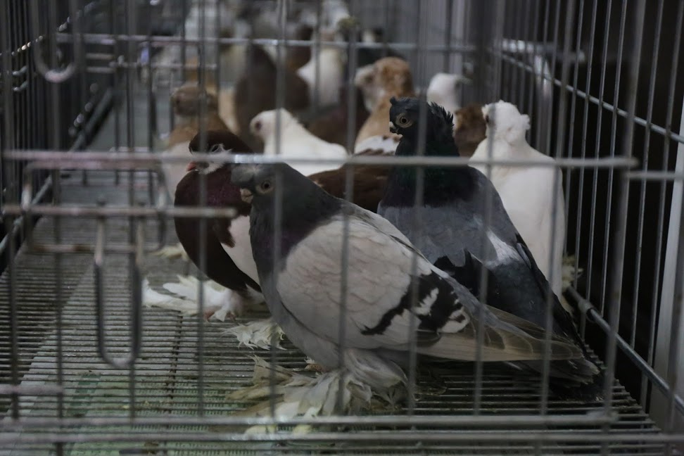 Выставка голубей в Копейске