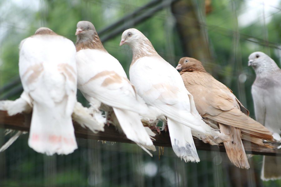 В Копейске пройдет выставка голубей
